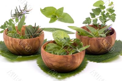 Herbs 012