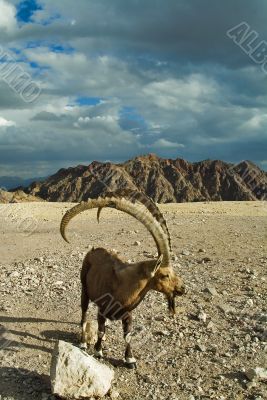 Goat long horns