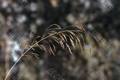 Thin branch.