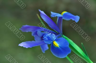 Flowering of an iris.