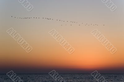 Birds of passage.