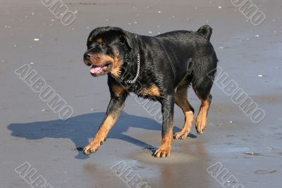 Rotweiler walking on beach