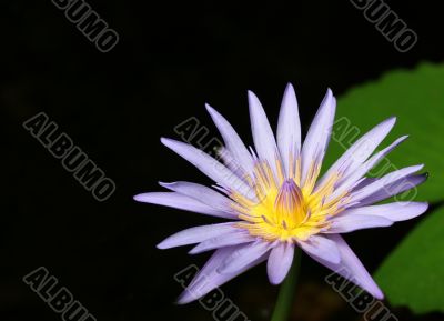 Water Lily