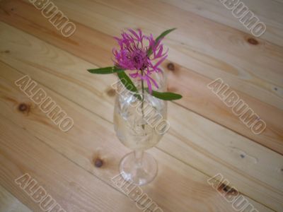 Flower in a wine-glass