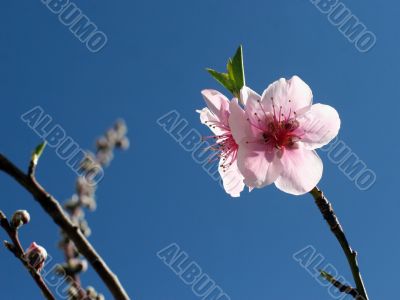 Peach blossom