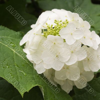 White Hydrangea Flowers