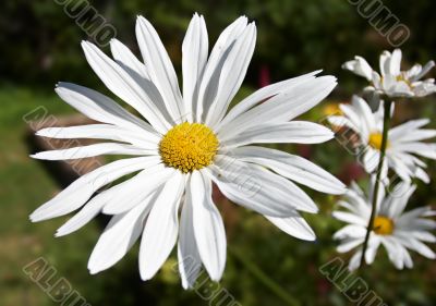 Daisy