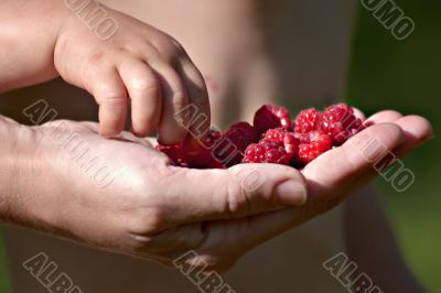 summer berries