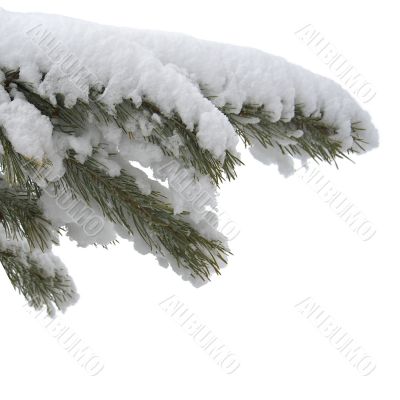 branch under snow