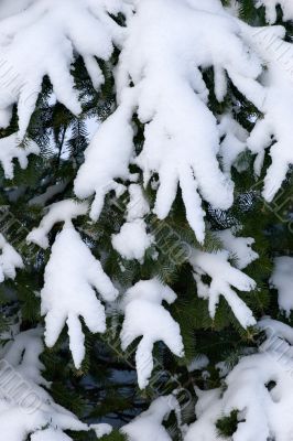 hands of winter