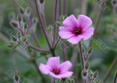 Pretty Pink Flower