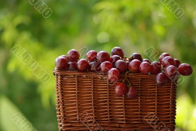 wine grapes