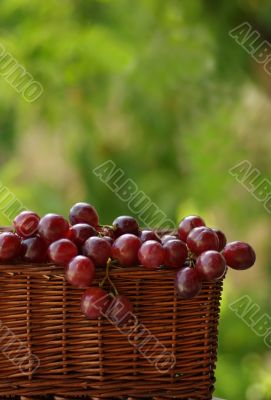 Basket of  wine grapes.