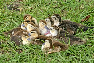 duckling group