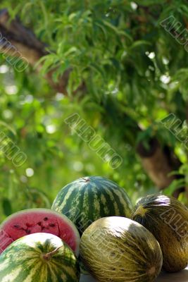 watermelon and melon