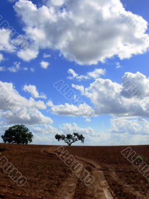 Solitary tree