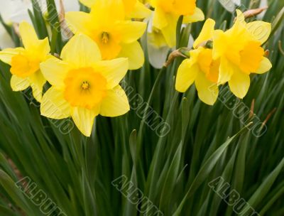 Daffodils