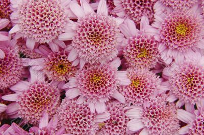 Chrysanthemum Pink