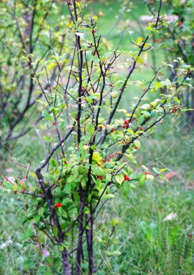 wild bush with berries