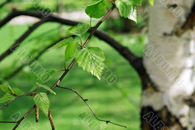 branch