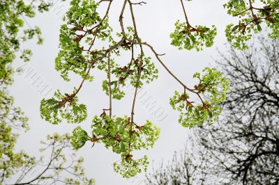 branch