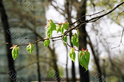 branch