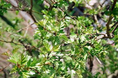 branch
