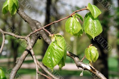 branch