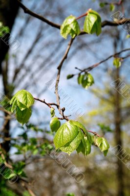 branch