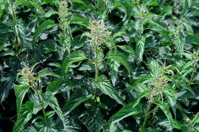 Nettle