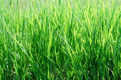 grass