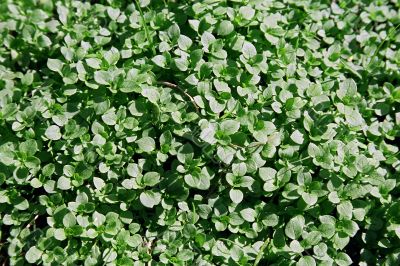 grass
