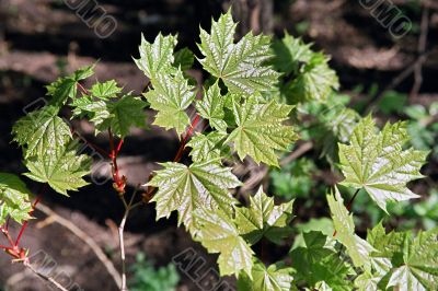 maple branch
