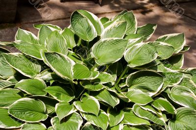 Hostas