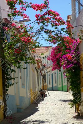 Street With Flowers