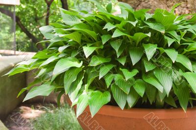 Hostas