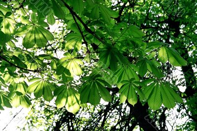 branch