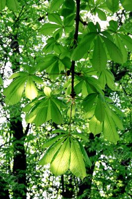 branch