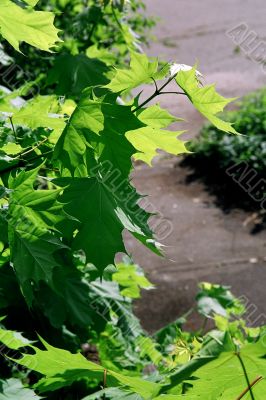 branch