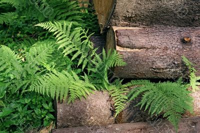 forest fern