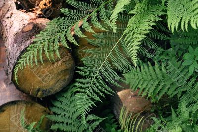 forest fern