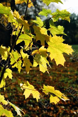 autumn branch