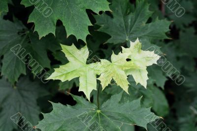maple branch