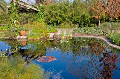 lily pond reflections