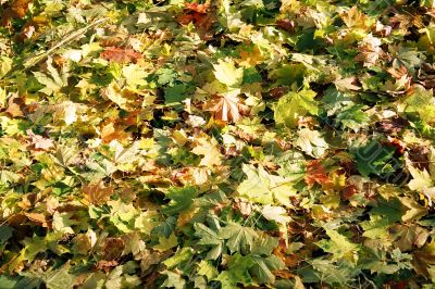Autumn leaves