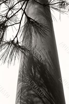 pine branch