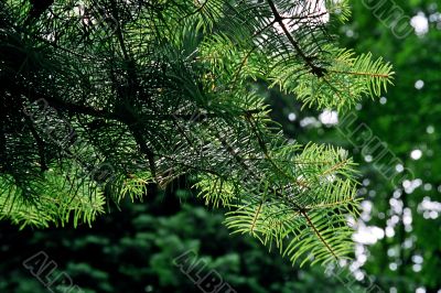 fir tree