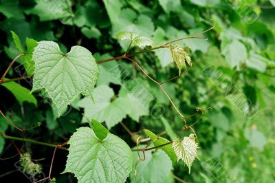 Grapevine
