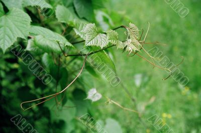 grapevine