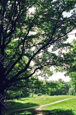 branch